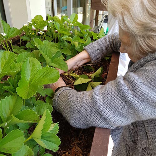 Résidence pour Seniors - Jardinage
